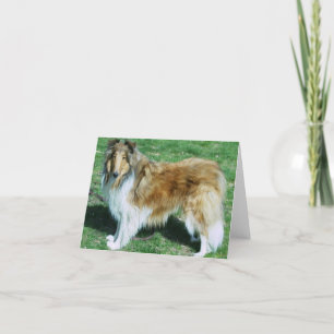 CARTÃO ROUGH SABLE COLLIE