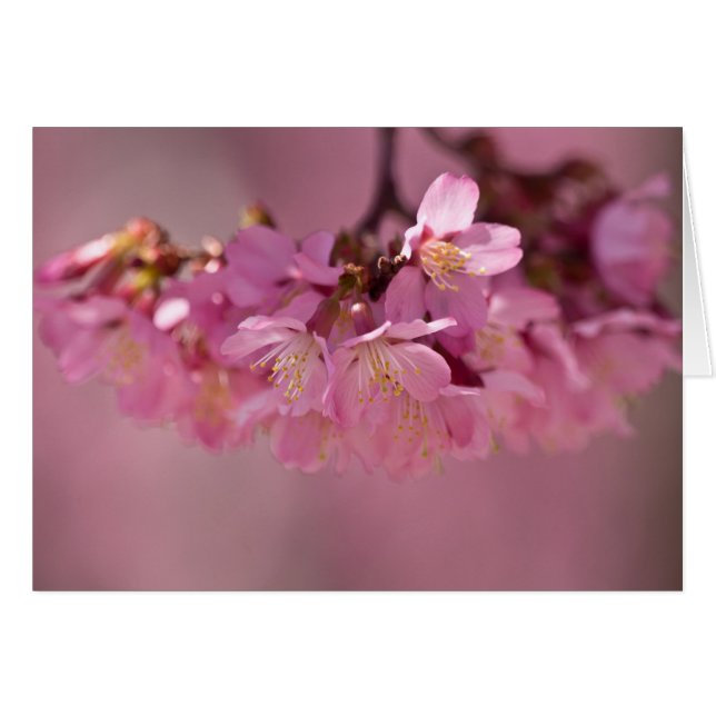 Cartão Roupa e presentes Cherry Blossoms Hot Primavera 20 (Frente Horizontal)