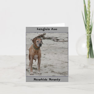 Cartão Rowdy, Rawhide Rowdy, Zoo Langlais