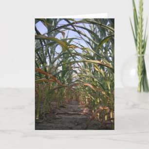 Cartão "Rows of Corn" Birthday Card