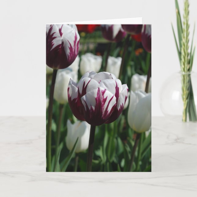 Cartão roxo & branco da tulipa (Frente)