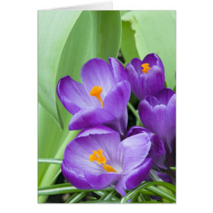 Cartão Roxo Crocus Blooms em Jardim