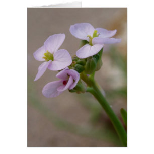 Cartão roxo da flor