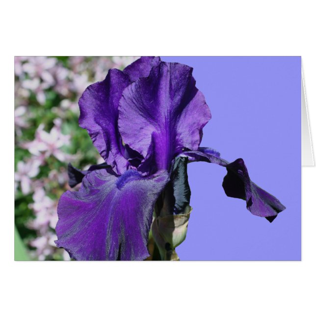 Cartão roxo da fotografia da flor da íris farpada (Frente horizontal)