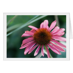 Cartão roxo de Coneflower
