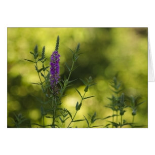 Cartão Roxo no ouro