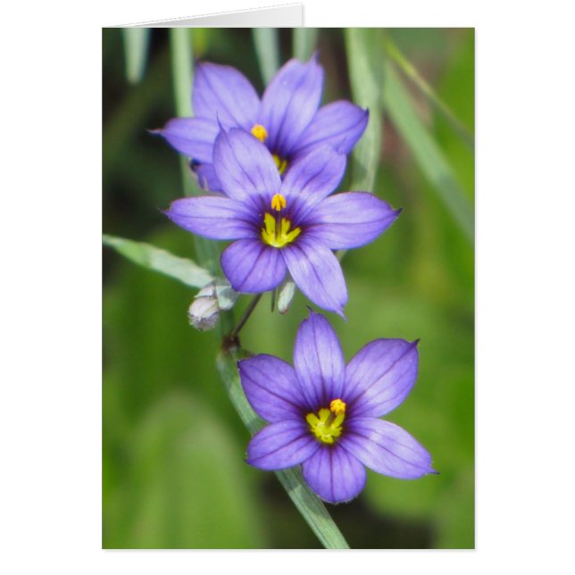 Cartão Roxo Triplo (Frente)