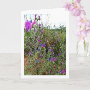 Cartão Roxo Viper's-bugloss, Echium Plant