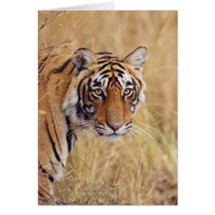 Cartão Royal Bengal Tiger