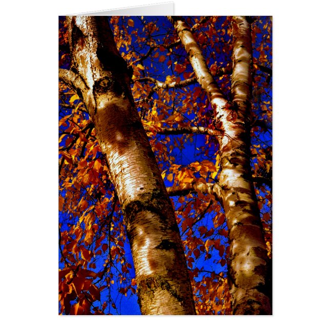 Cartão Royal Birch (Frente)