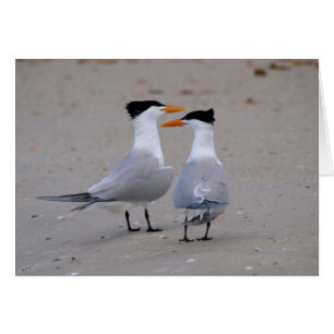 Cartão Royal Terns