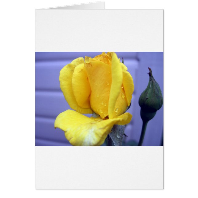 Cartão Rsoebud Amarelo (Frente)