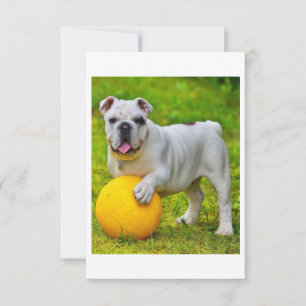 Cartão RSVP Presente para Lover-in-touro de Bulldog de Basquet