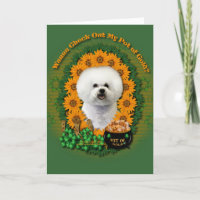 Rua Patricks - pote de ouro - Bichon Frise