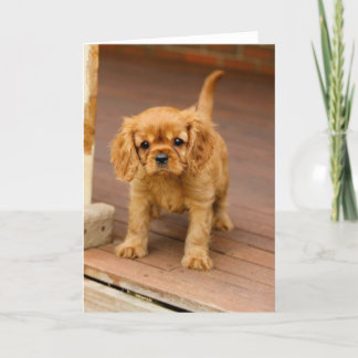 Cartão Rubi em porch.jpg