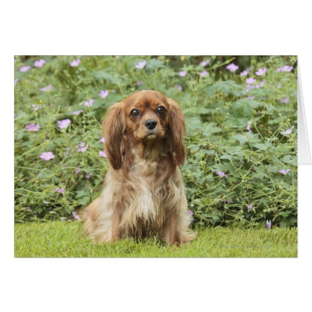 Cartão Ruby Cavalier King Charles Spaniel na grama (Frente Horizontal)