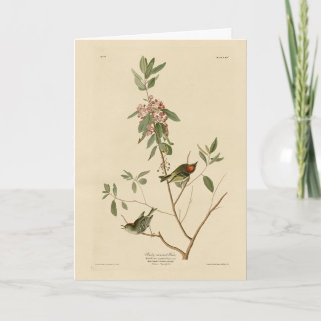 Cartão Ruby coroado Wren (Kinglet) Audubon Birds América (Frente)