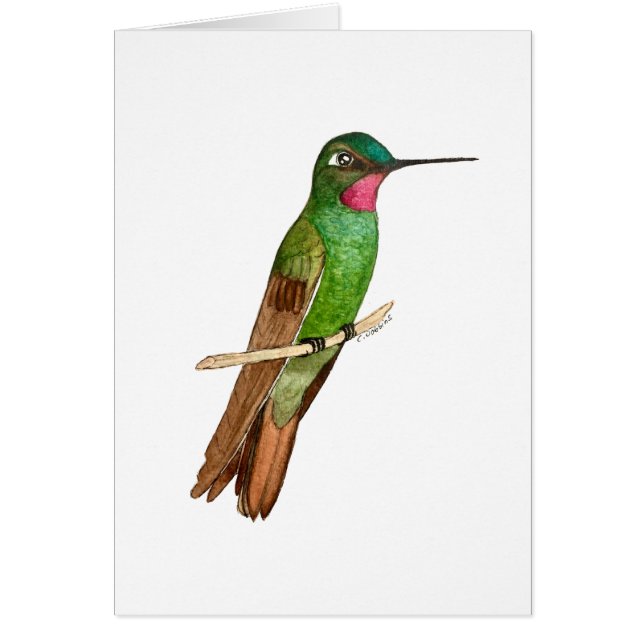 Cartão Ruby Hummingbird brasileiro (Frente)