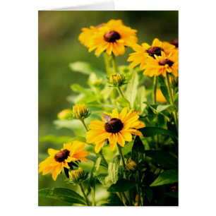Cartão Rudbeckia