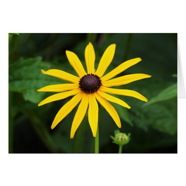Cartão Rudbeckia hirta (Frente Horizontal)