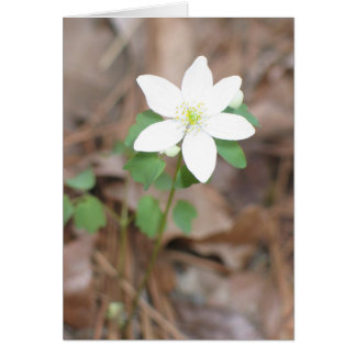 Cartão Rue Anemone