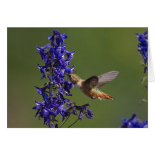 Cartão Rufous Hummingbird