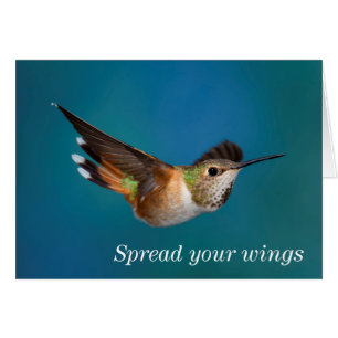 Cartão Rufous Hummingbird