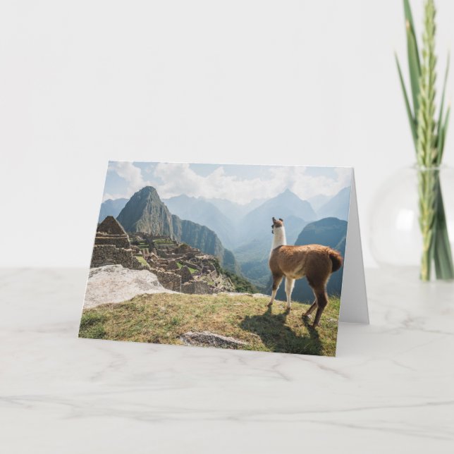 Cartão Ruínas de negligência do lama | Machu Picchu, Peru (Frente)