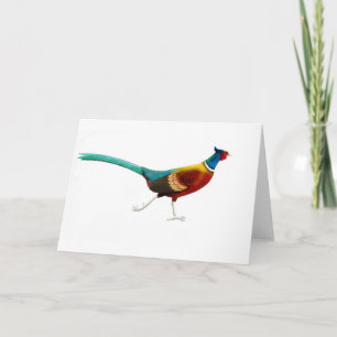 Cartão Running Male Ringneck Pheasant