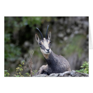 Cartão Rupicapra rupicapra