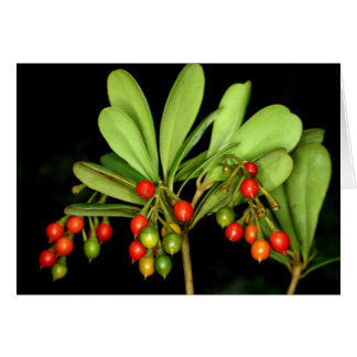 Cartão SABA: Arborea do Jacquinia