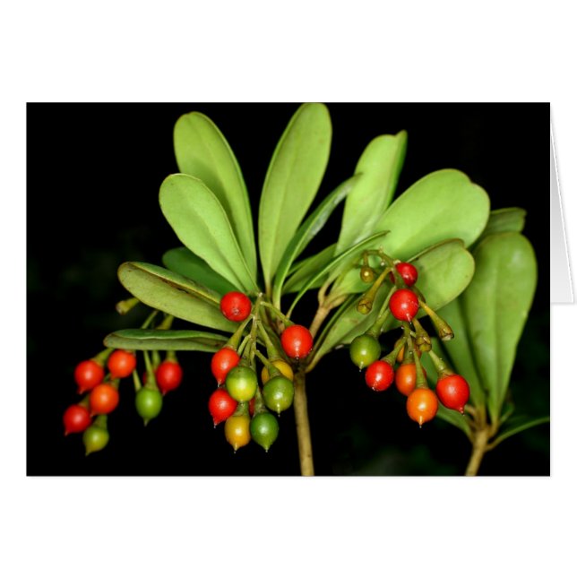 Cartão SABA: Arborea do Jacquinia (Frente horizontal)