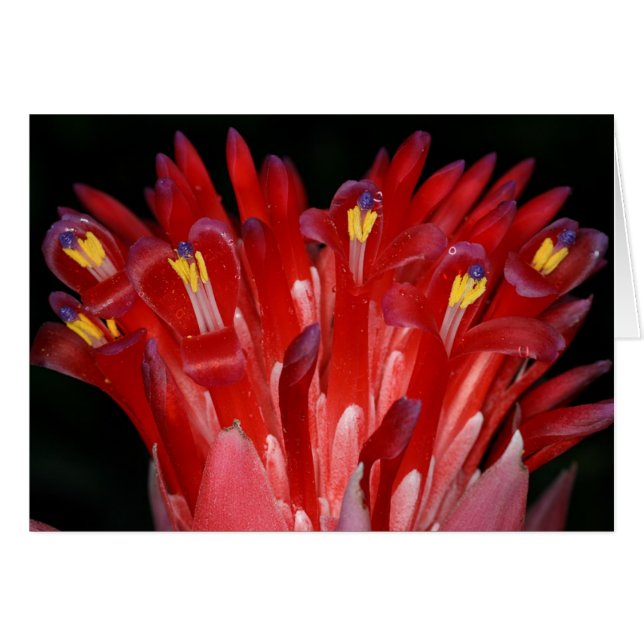 Cartão SABA: Billbergia pyramidalis (Frente horizontal)