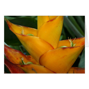 Cartão SABA: Caribbaea de Heliconia
