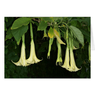 Cartão SABA: Suaveolens do Brugmansia
