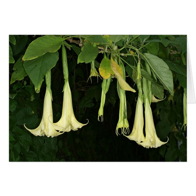 Cartão SABA: Suaveolens do Brugmansia (Frente horizontal)