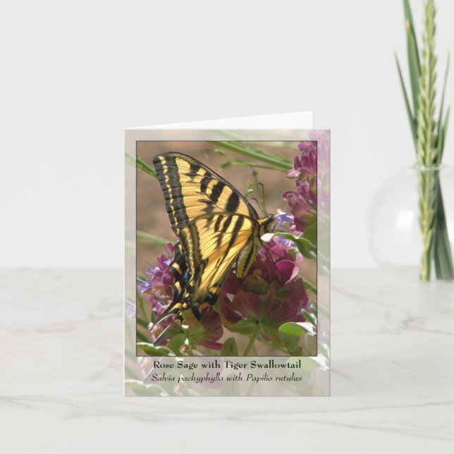 Cartão Sábio cor-de-rosa com tigre Swallowtail - Notecard (Frente)