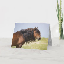 Sable Island Stallion - Wilse Horse Greting Card