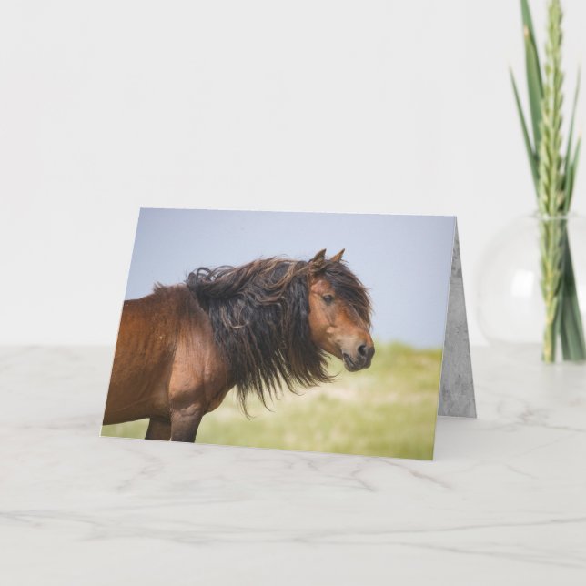 Cartão Sable Island Stallion - Wilse Horse Greting Card (Frente)
