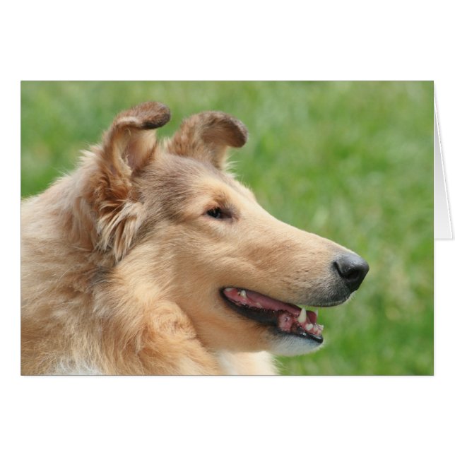 Cartão Sable Rough Collie (Frente horizontal)