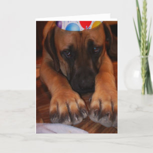 Cartão Sad English Mastiff Wearing Birthday Party Hat