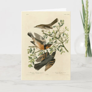 Cartão Sage Thrasher e Varied Thrush, Aves de Audubon