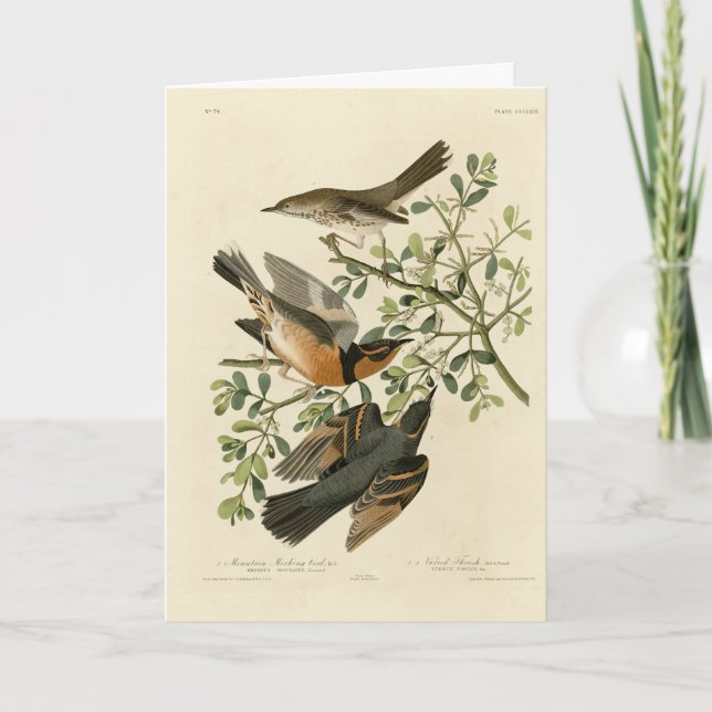 Cartão Sage Thrasher e Varied Thrush, Aves de Audubon (Frente)