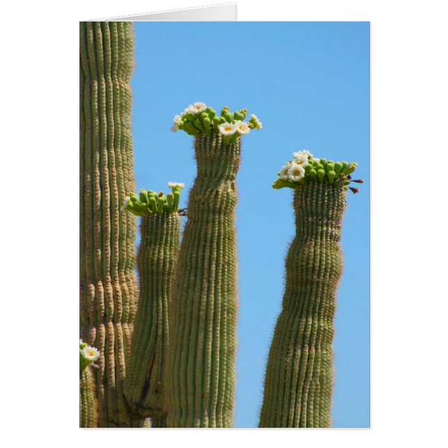 Cartão Saguaro Cactus Blossoms (Frente)