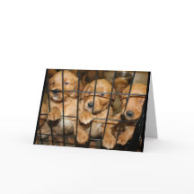 Saia Dali! Humor de Graduação