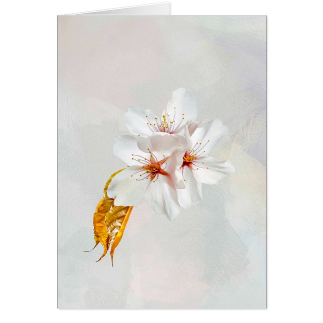 Cartão Sakura - cereja japonesa floresce (Frente)