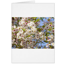 Cartão Sakura Cherry Blossom Japão Quioto