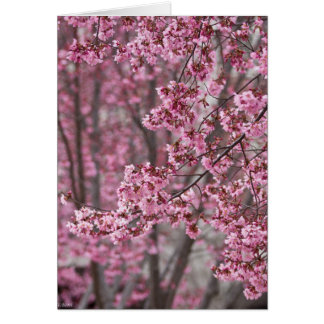 Cartão Sakura Cherry Blossoms Fluindo Rosa