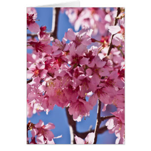 Cartão Sakura Cherry Blossoms Red Stars