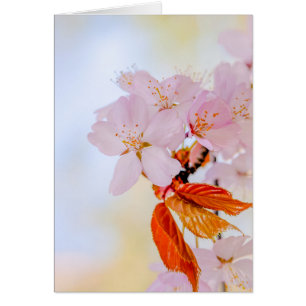 Cartão Sakura - flor de cereja japonesa